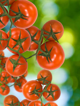 image of tomatoes on a green background closeupの写真素材