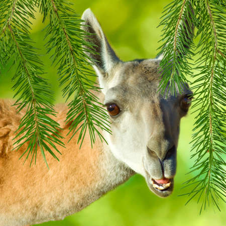image of a young deer on green backgroundの写真素材