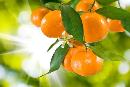 image of ripe sweet tangerine closeupの写真素材