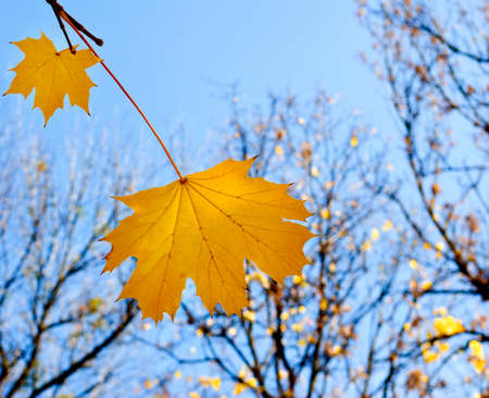 image of a beautiful yellow autumn leaves in the parkの写真素材
