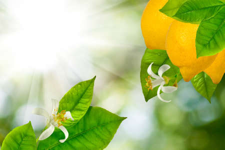 branches with lemons against the sunの写真素材