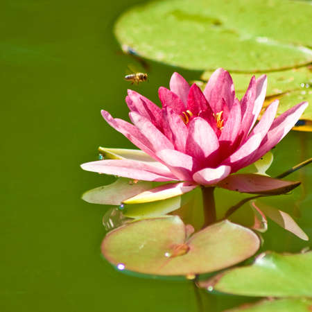 image of a lotus flower on the waterの写真素材