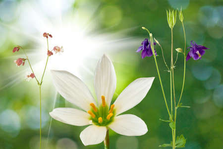 picture of beautiful flowers closeupの写真素材