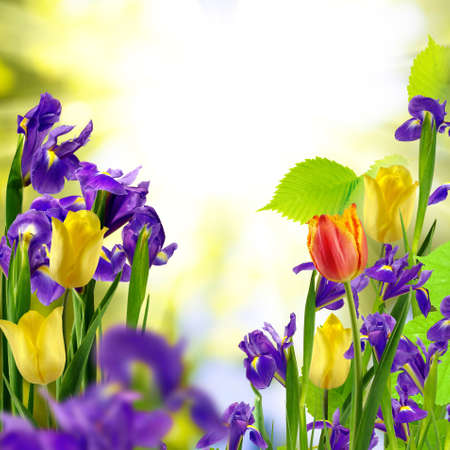 image of different flowers in the gardenの写真素材