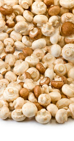 Isolated image of many mushroomsの写真素材