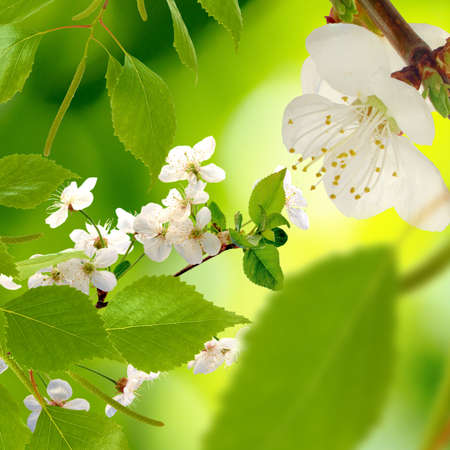 Image of blossoming branch on a green background closeupの写真素材