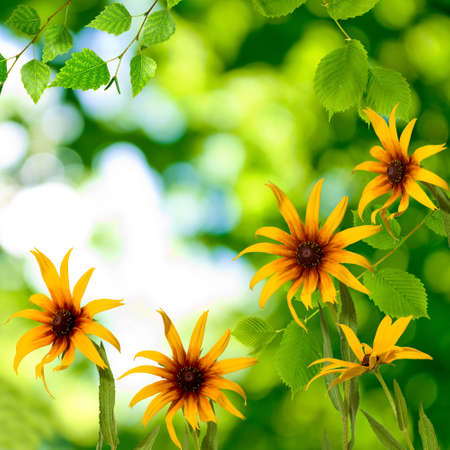 beautiful flowers in the park against the sunの写真素材