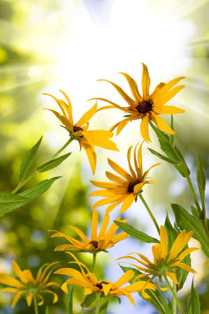 image of beautiful flowers in the garden in the sunの写真素材