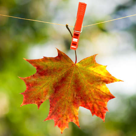 autumn of leaf on a rope on the sun backgroundの写真素材