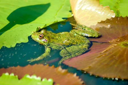 image of a frog in the river closeupの写真素材