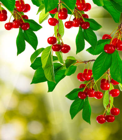 image of branch with cherry on blurred green backgroundの写真素材