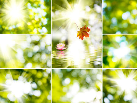 abstract image of the sun and the beautiful flower on a green backgroundの写真素材