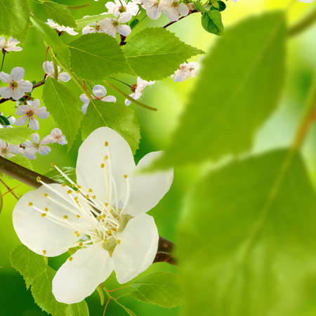 Image of blossoming branch on a green backgroundの写真素材