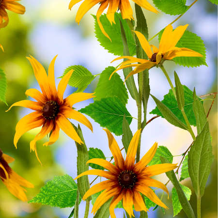 flowers in the garden against the sun closeupの写真素材