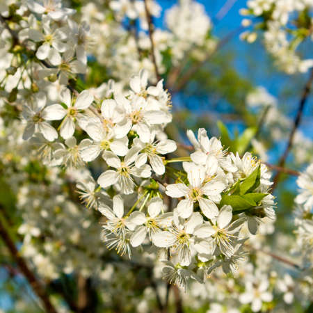 image of blooming branch against the blue skyの写真素材