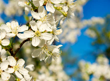 image of of a flowering tree branch on a blue backgroundの写真素材