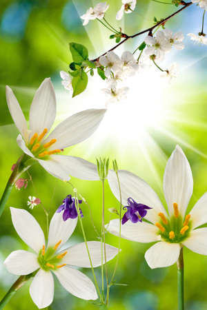 image of beautiful flowers on green background closeupの写真素材