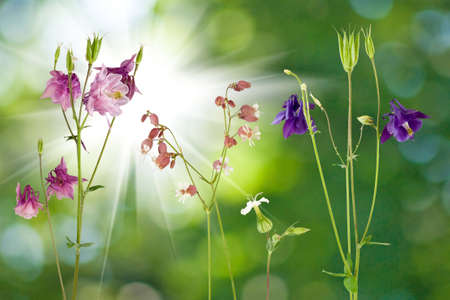 image of flowers on green background closeupの写真素材