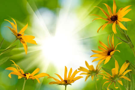beautiful flowers in the gardenの写真素材