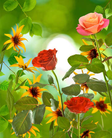 image of  beautiful flowers on blurred background closeupの写真素材