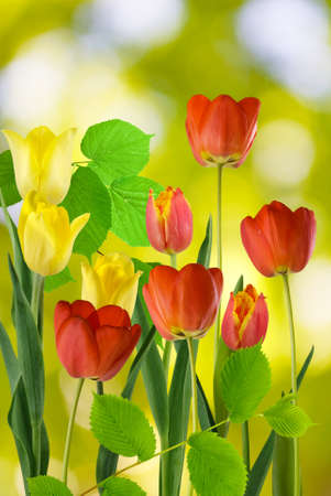 different  flowers in  the garden on a blurred green background closeupの写真素材