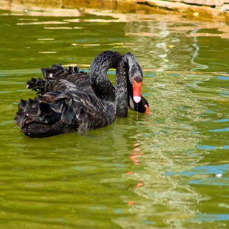 black swan on the waterの写真素材