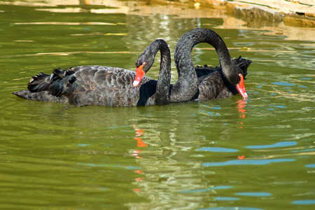 image of black swans on the water closeupの写真素材