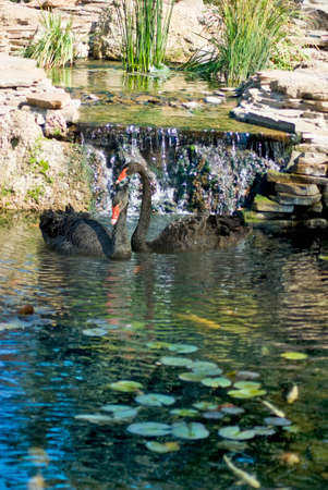 image of black swans on the water in the parkの写真素材