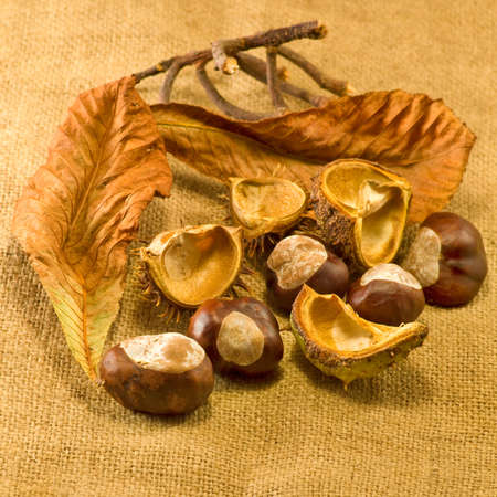 image of dry leaves and chestnuts on the table closeupの写真素材