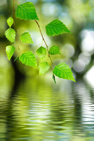 image of branches over the water closeupの写真素材