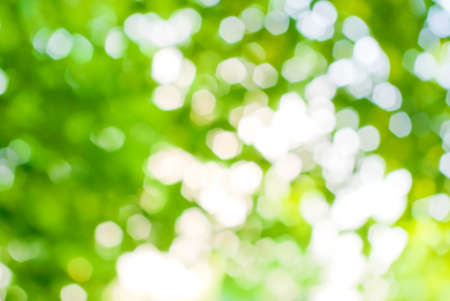 abstract image of a green plant background closeupの写真素材