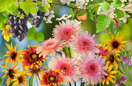 flowers and grapes in the gardenの写真素材