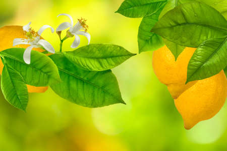 image of branches with lemons on a green backgroundの写真素材