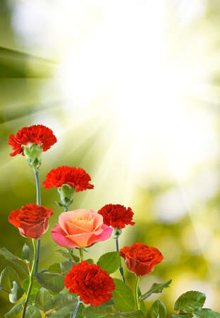 image of many flowers on a green background closeupの写真素材
