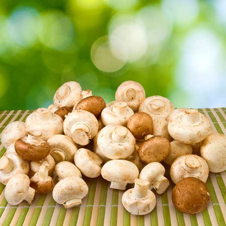 image of many of mushrooms on a green backgroundの写真素材
