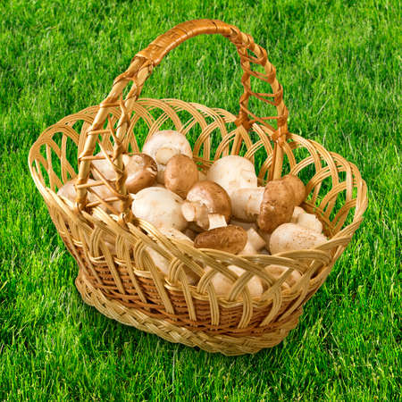 image of baskets with mushrooms in the grassの写真素材