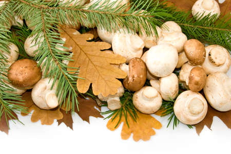 image of mushrooms and autumn leaves closeupの写真素材
