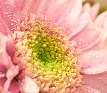 image of a beautiful pink flower closeupの写真素材