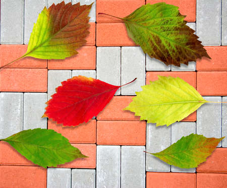 image of autumn leaves on the roadの写真素材