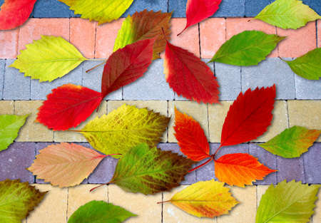 image of autumn leaves on the roadの写真素材