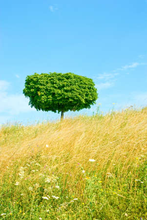 image of a single tree in meadowの写真素材