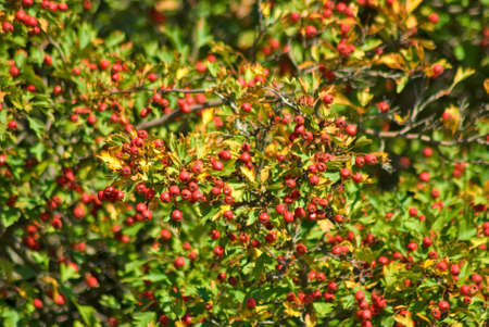 Image of hawthorn berries in the gardenの写真素材