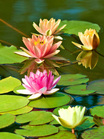 image of a lotus in the waterの写真素材