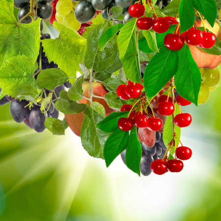 different fruits on a green backgroundの写真素材