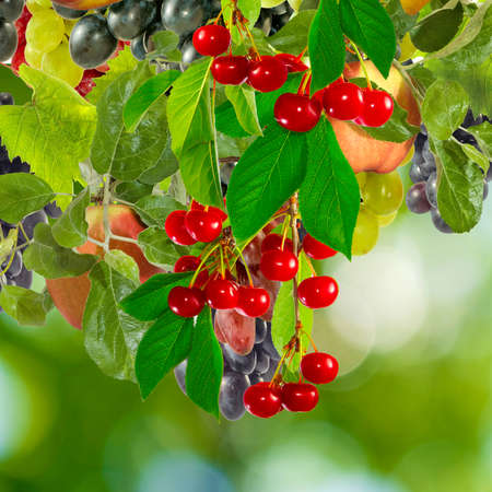 image of different fruits on a green backgroundの写真素材