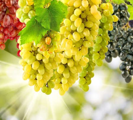 different grapes  on a green backgroundの写真素材