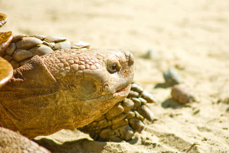 image of old turtle closeupの写真素材