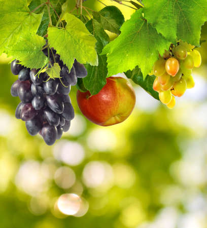 image of many grapes on a green background closeupの写真素材