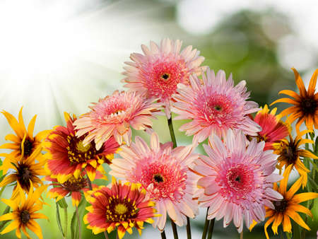 image of flowers in the gardenの写真素材