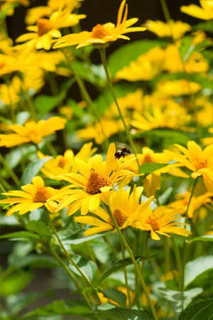 image of flowers in the garden closeupの写真素材